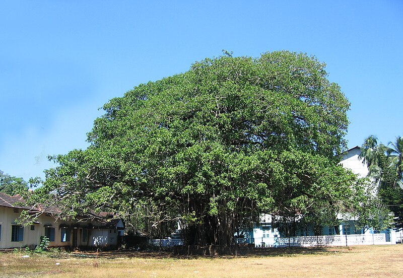 File:Ficus Benghalensis at Kannur Science Park.jpg