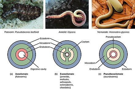 Une illustration décrivant la classification des tripoblastes.