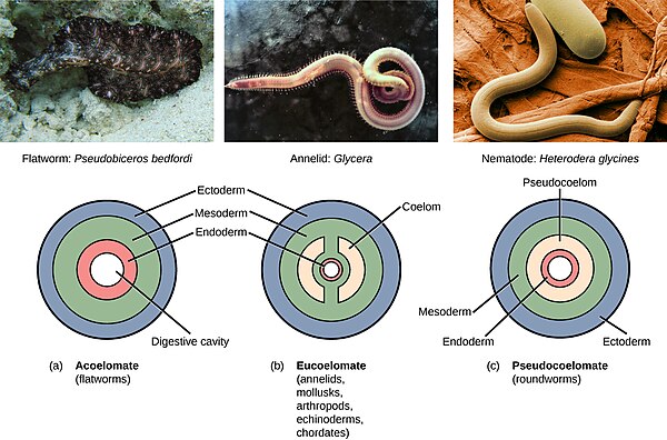 Classification of tripoblasts based on body cavities