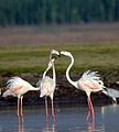 Flamingo courtship.jpg