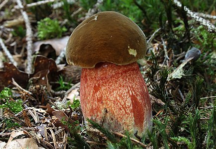 Boletus erythropus (Dotted Stem Bolete)