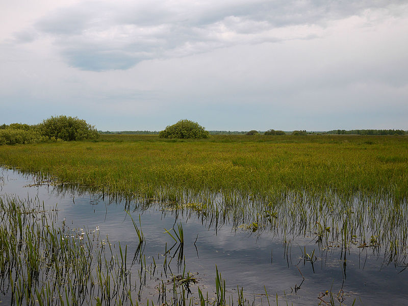 File:Flooded meadows, Mścichy, Biebrza National Park, Poland (4663995703).jpg