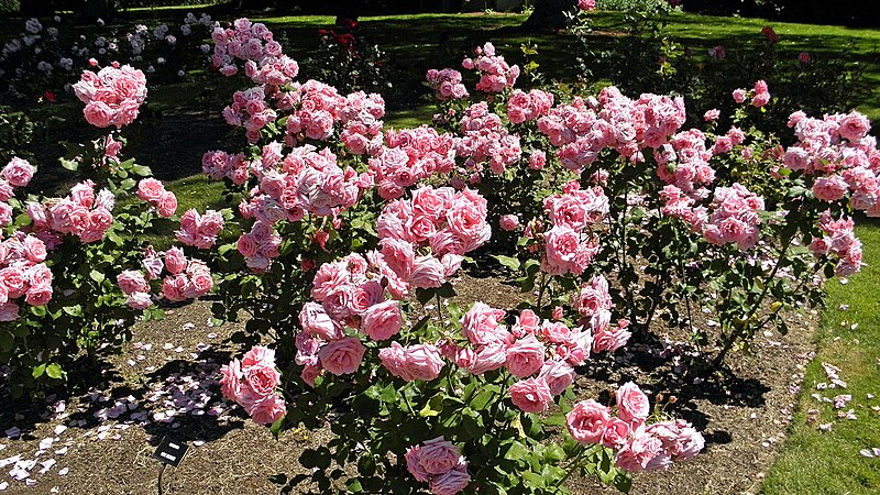 File:Floribunda - Gene Boerner 6 (cr).JPG