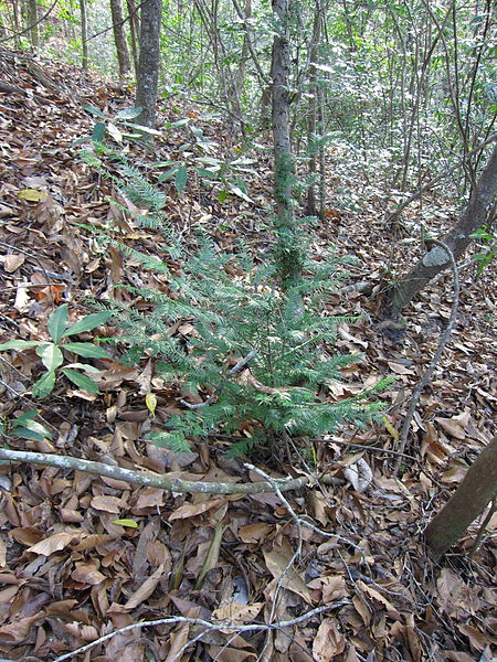 File:Florida Yew.jpg