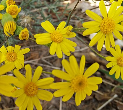 Flowers, Saba residential complex, Kerman