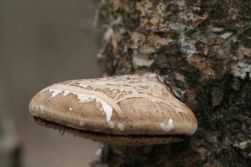 File:Fomitopsis betulina 119851064.jpg