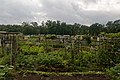 Jardins familiaux.