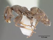 Forelius pruinosus casent0103912 profil 1.jpg