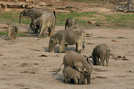 Group of African forest elephants digging at a mineral lick