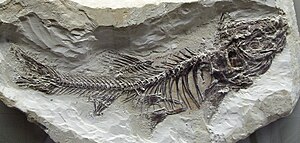 Fossil - Schleie (Tinca).jpg