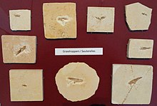 Fossil grasshoppers at the Royal Ontario Museum Fossil grasshoppers - Royal Ontario Museum - DSC00013.JPG