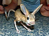 Four-toes-jerboa.jpg
