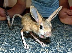 A Four-toed jerboa on a kitchen table with people in the background