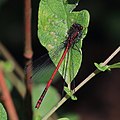 Frühe Adonislibelle, male