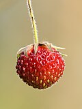 Miniatura para Fragaria viridis