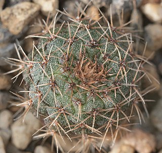 <i>Frailea phaeodisca</i> Species of cactus