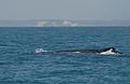 Frazer-island-whale-watch.jpg