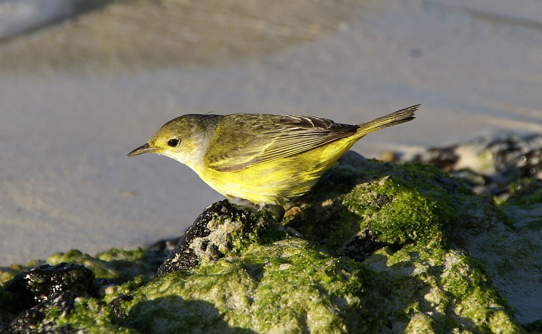 File:Galapagos Mangrove Warbler (Setophaga petechia aureola), Santa Cruz, Las Bachas.jpg