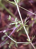 Miniatura para Galium trifidum