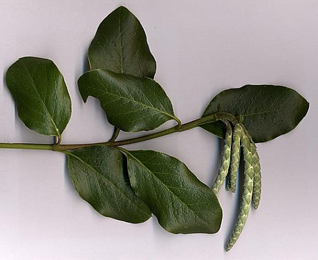 File:Garrya elliptica.jpg