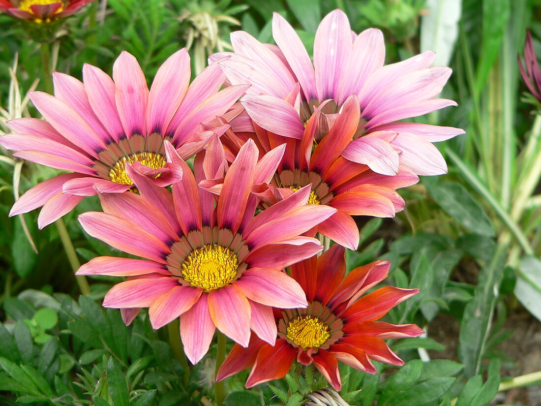 Gazania