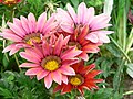 Gazania (beijing).jpg