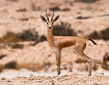 Dorcas gazelles. Ezuz, Israel Gazella dorcas, Israel.jpg