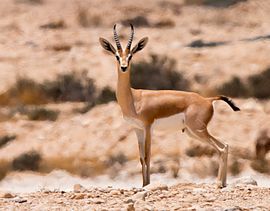 Gazella dorcas, Israel.jpg