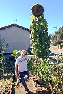 Tournesol : plantation, entretien - Côté Maison