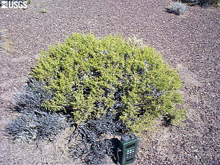 <i>Sarcobatus</i> genus of plants