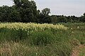 ... Thalictrum flavum