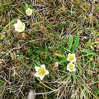 <i>Gentianella limoselloides</i> Species of flowering plant