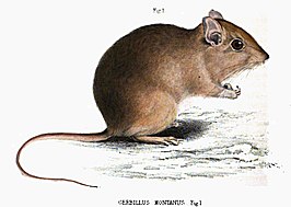 Gerbilliscus brantsii