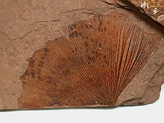 <i>Ginkgo</i> Genus of ancient seed plants with a single surviving species