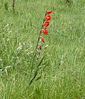 Thumbnail for Gladiolus