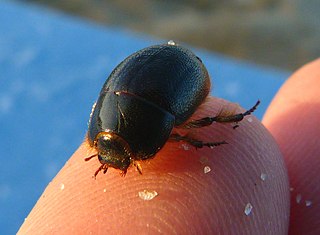 <i>Coelus globosus</i> Species of beetle