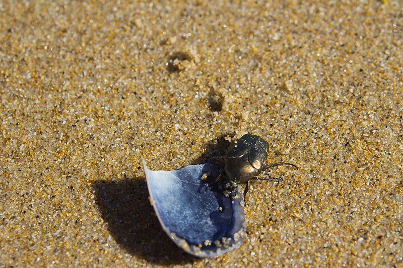 File:Golden Beetle on the beach (32712445320).jpg