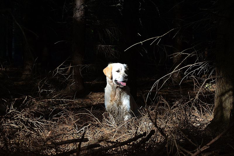 File:Golden Retriever Carlos im Wald (10580536693).jpg