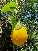 fruit mûr.