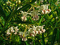 Inflorescences