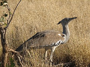 Giant bustard (Ardeotis kori)