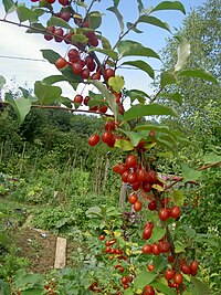 Plodovi Elaeagnus multiflora
