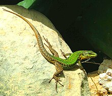 Gozitan wall lizard.JPG