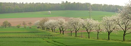 Gröninger Feld Obstblüte