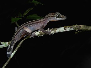 Bildebeskrivelse Grasiøs Madagaskar Ground Gecko (Paroedura gracilis), Andasibe, Madagascar.jpg.