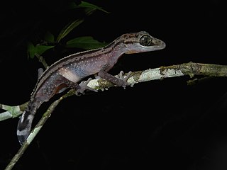 <span class="mw-page-title-main">Graceful Madagascar ground gecko</span> Species of lizard