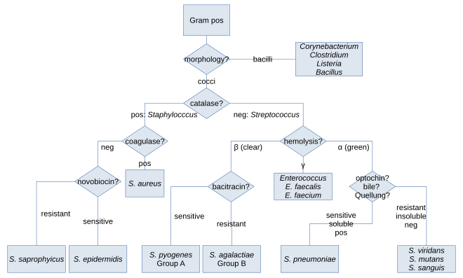 Gram Positive Identification Chart