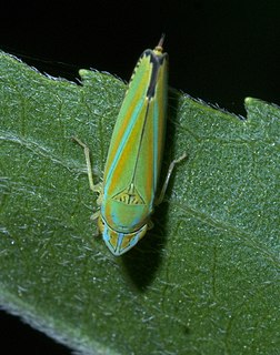 <i>Graphocephala versuta</i> Species of true bug