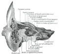 Coronal section of right استخوان گیجگاهی.