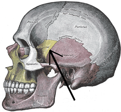 Gray188-Sphenosquamosal suture.png